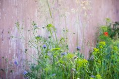 weeds and wildflowers growing in front of a concrete wall