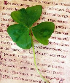 a four leaf clover on top of an old book