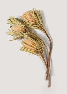 two dried flowers sitting on top of each other