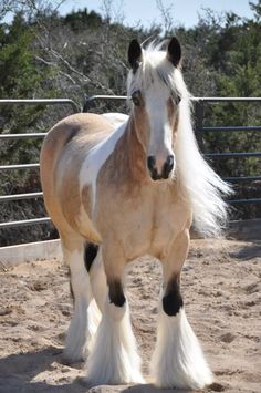 a brown and white horse standing in an enclosure