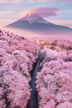 an aerial view of a road surrounded by pink trees