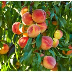 peaches on the tree ready to be picked