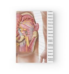 the anatomy of the human body with labels