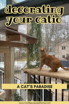 cat climbing in a catio Metal Garden Fencing, Cat Safe Plants, Cat Ownership, Escape Artist, Outdoor Cat Enclosure, Building Site