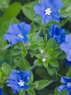 blue flowers with green leaves in the background