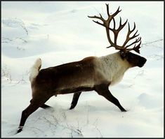 a reindeer running through the snow with antlers on its back