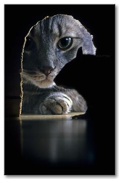 a cat peeking out from behind a piece of paper with its paw on the table