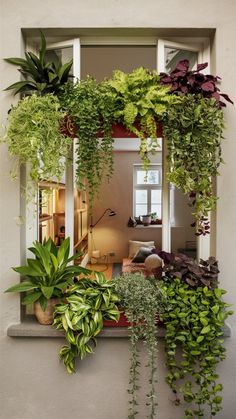 some plants are growing on the outside of a window sill in front of a couch