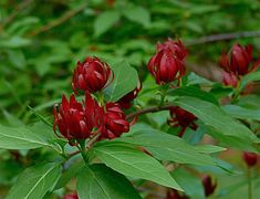 red flowers are blooming on the branch of a tree with green leaves in the foreground