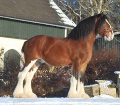 a brown and white horse standing in front of a house