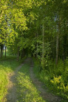 a dirt road surrounded by trees and grass