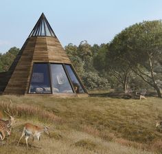 two deer standing in the grass next to a wooden structure with a glass window on top