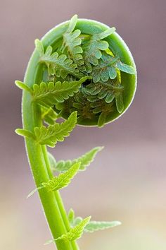 Spirals In Nature, Fiddlehead Ferns, Fern Frond, Fibonacci Spiral, Healthy Advice, Patterns In Nature, Shade Garden, Cool Plants, Plant Life