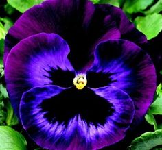 purple pansies with green leaves in the foreground and blue flowers in the background