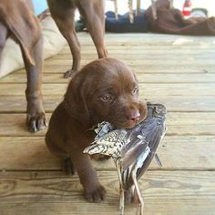 a brown dog holding a bird in its mouth while sitting on a wooden floor next to it's owner