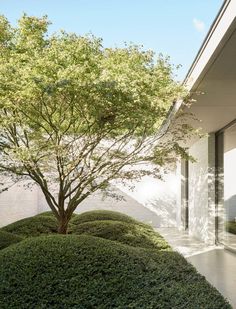 a tree in the middle of a garden next to a white wall and window with glass doors