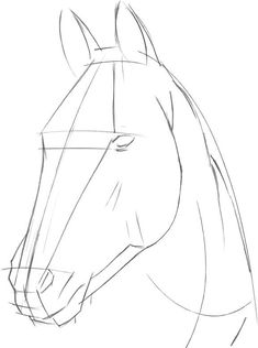 a drawing of a horse's head with the nose slightly tilted to the side