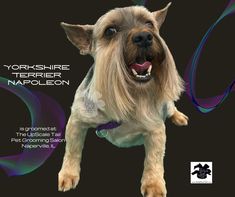 the yorkshire terrier hapoleeon is featured in this ad