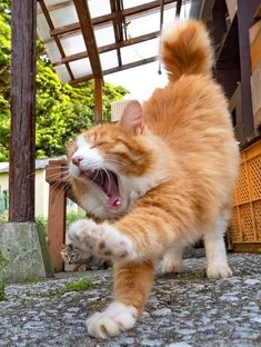 an orange and white cat yawns while standing on its hind legs with it's mouth open