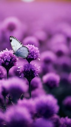 a white butterfly sitting on top of purple flowers