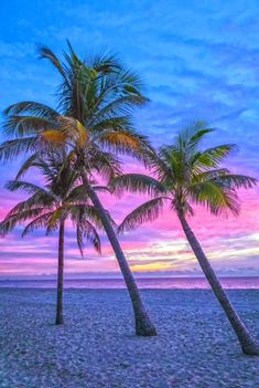 three palm trees sitting on top of a beach under a purple and blue sky at sunset