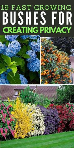 Block nosey neighbors, cut down on noise and grow a natural privacy screen that looks beautiful with these fast growing shrubs and bushes. Fast Growing Bushes, Privacy Bushes, Nosey Neighbors, Fast Growing Shrubs, Garden Hacks, Garden Plan, Lawn And Landscape, Garden Design Plans, Garden Help