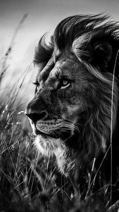 Nature's overture in lion face photography's wild symphony. Lion Face Photography, Lion Facts, Lion Art Tattoo, Regard Animal, Social Structure, African Savanna, Lion Toys, Lion Jewelry