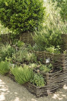 an outdoor garden area with various plants and trees