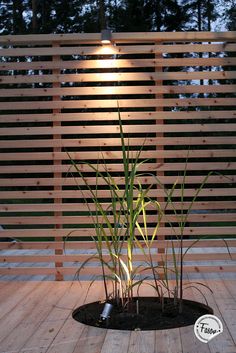 a bamboo plant sitting in the middle of a wooden deck with lights on it's side