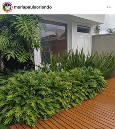 there is a wooden deck with plants growing on it