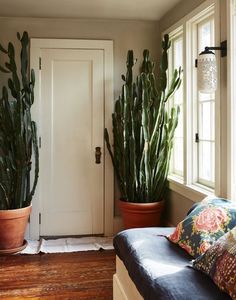 two potted plants sit in front of a white door and black leather couch with colorful throw pillows