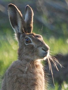 a brown rabbit is sitting in the grass