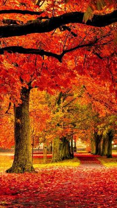 an autumn scene with trees and leaves on the ground