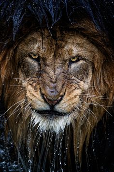 a close up of a lion's face covered in water