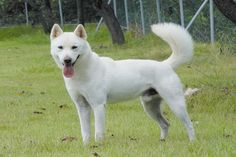 a white dog standing in the grass with its tongue out and it's tongue hanging out