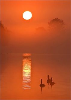 two ducks are swimming in the water at sunset