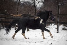 a black and white horse running in the snow