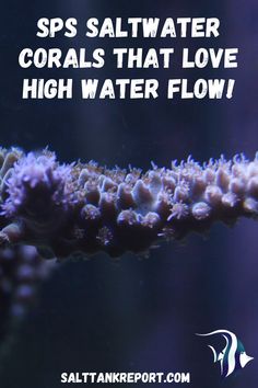 an image of corals with text that reads, sps saltwater corals that love high water flow