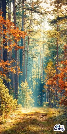 the sun shines through the trees and leaves on this path in an autumn forest