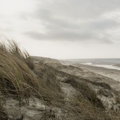 the grass is blowing in the wind on the beach