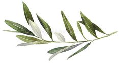 an olive branch with green leaves on white background royalty photo