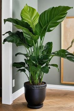 a large green plant sitting in a black pot on top of a hard wood floor