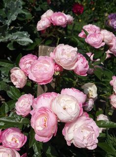 pink flowers are blooming in the garden