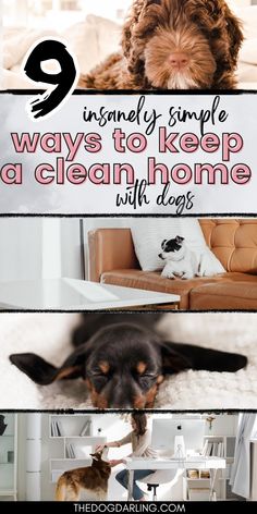 a dog laying on top of a white rug next to a couch