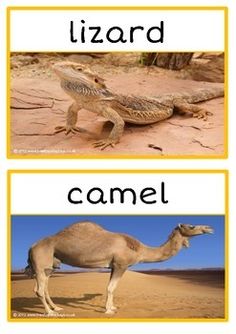 two pictures with different types of animals and words that say lizards, camel, and lizard