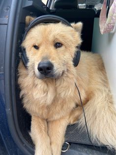 a dog with headphones sitting in the back of a car