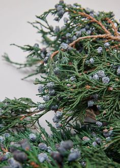 closeup of pine needles and cones with snow on them