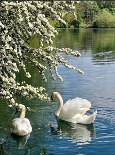 two swans are swimming in the water next to some trees with white flowers on it