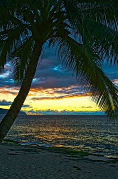 a palm tree sitting on top of a beach next to the ocean under a colorful sky