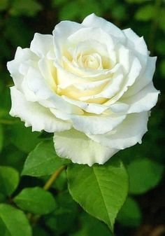 a white rose with green leaves in the background